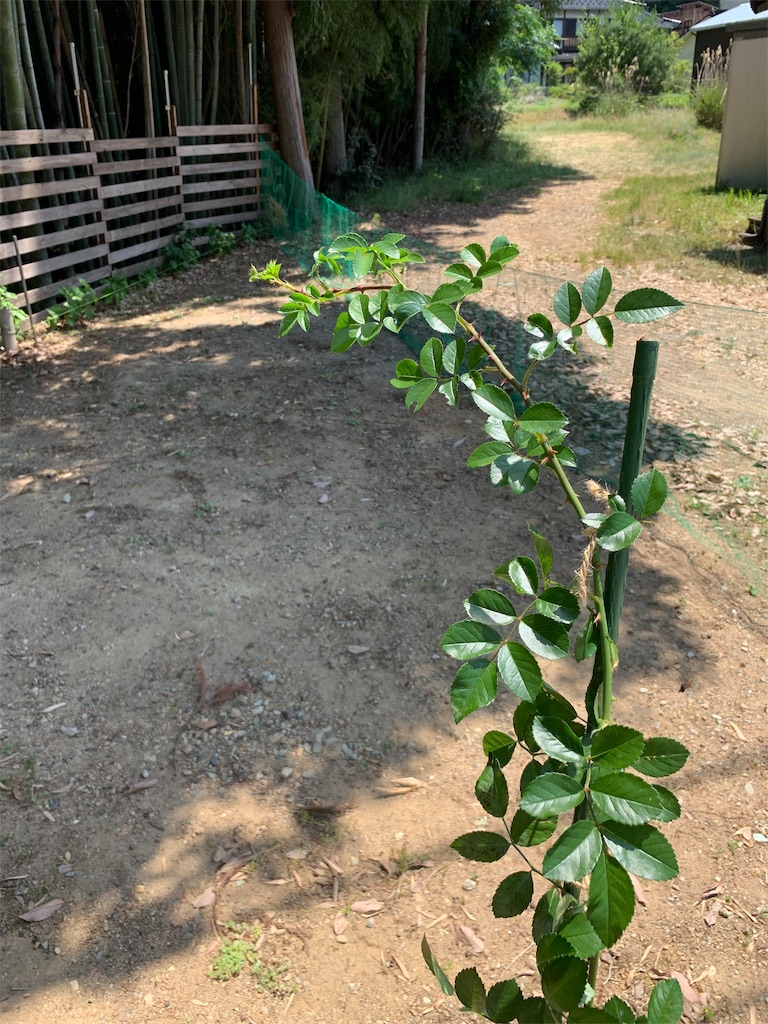 f:id:sakana78:20190606131045j:image