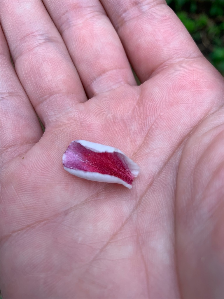 f:id:sakana78:20190608173200j:image