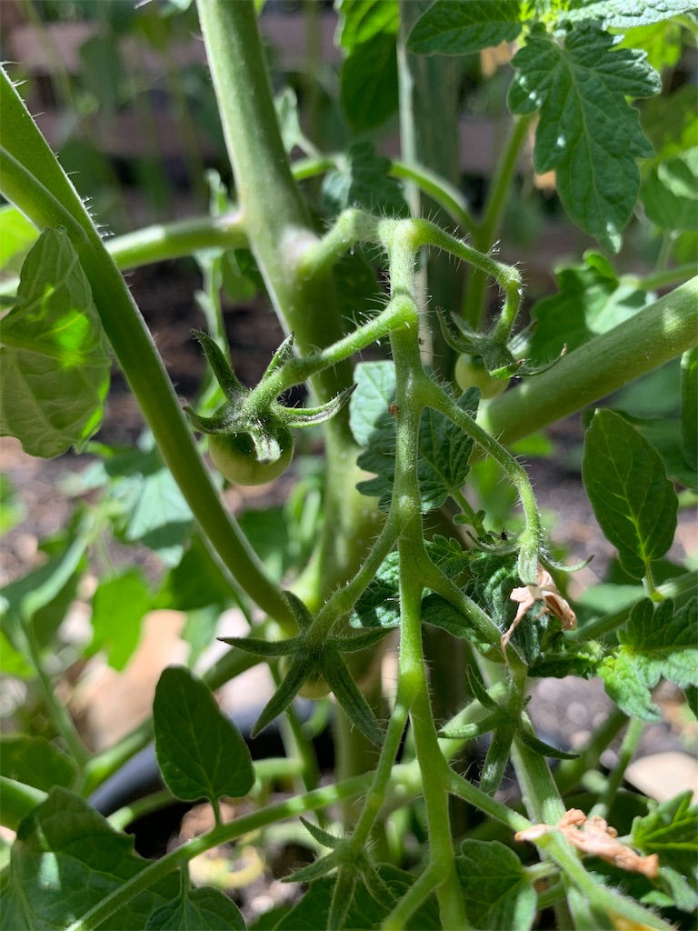 f:id:sakana78:20190611065057j:image