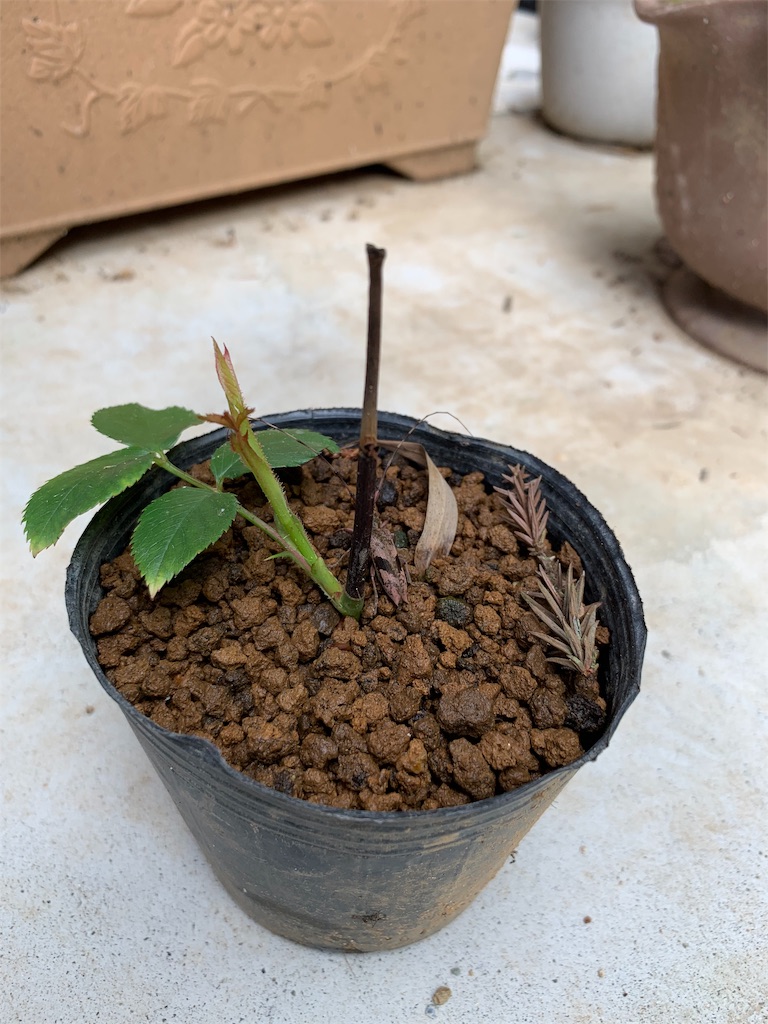 f:id:sakana78:20190612111228j:image