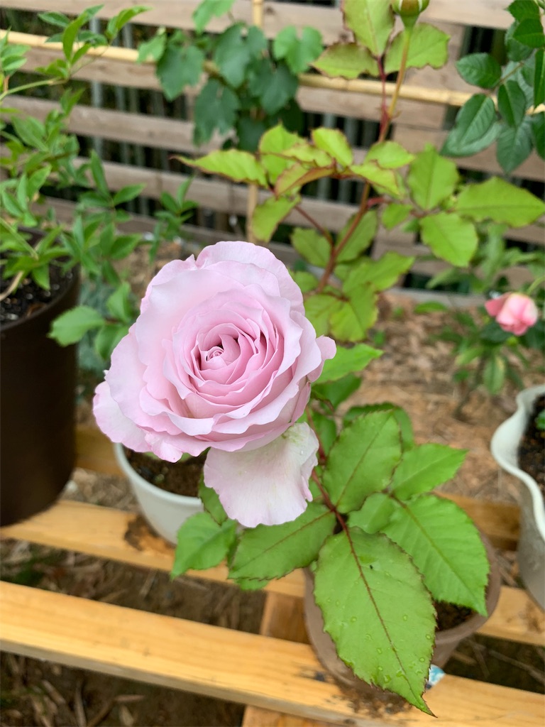 f:id:sakana78:20190612211917j:image f:id:sakana78:20190612211917j:image