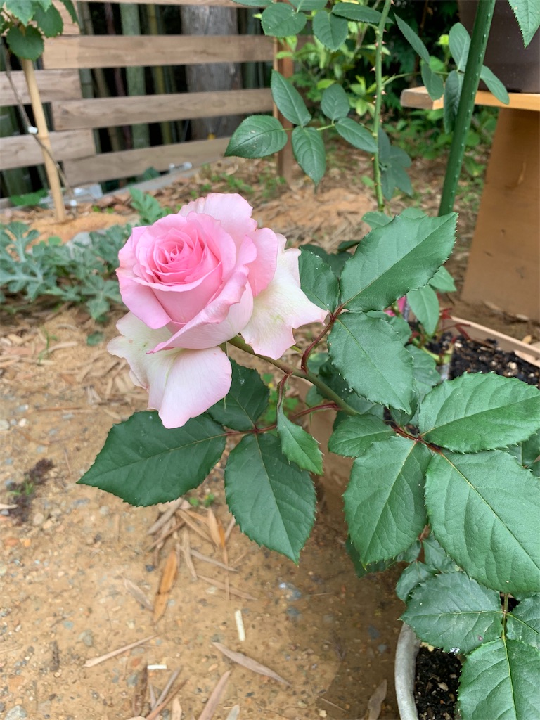 f:id:sakana78:20190612211923j:image f:id:sakana78:20190612211923j:image