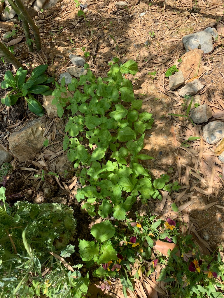 f:id:sakana78:20190615150134j:image