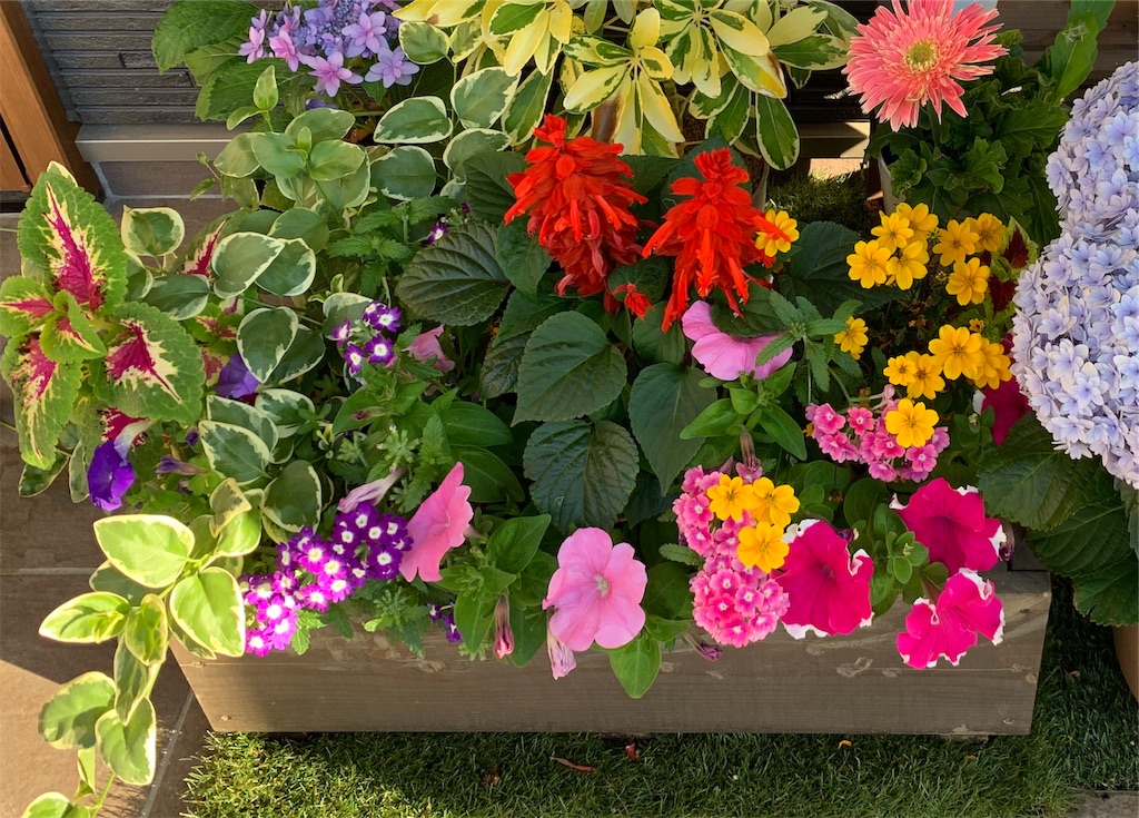 f:id:sakana78:20190616133648j:image