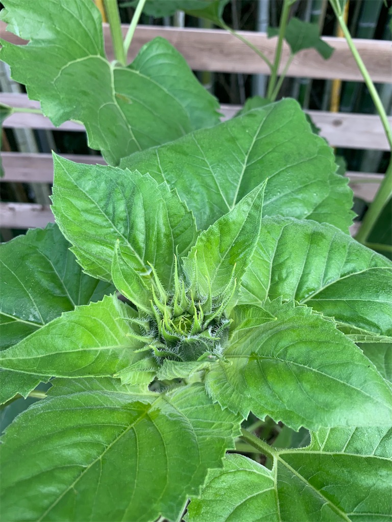 f:id:sakana78:20190617200941j:image f:id:sakana78:20190617200941j:image