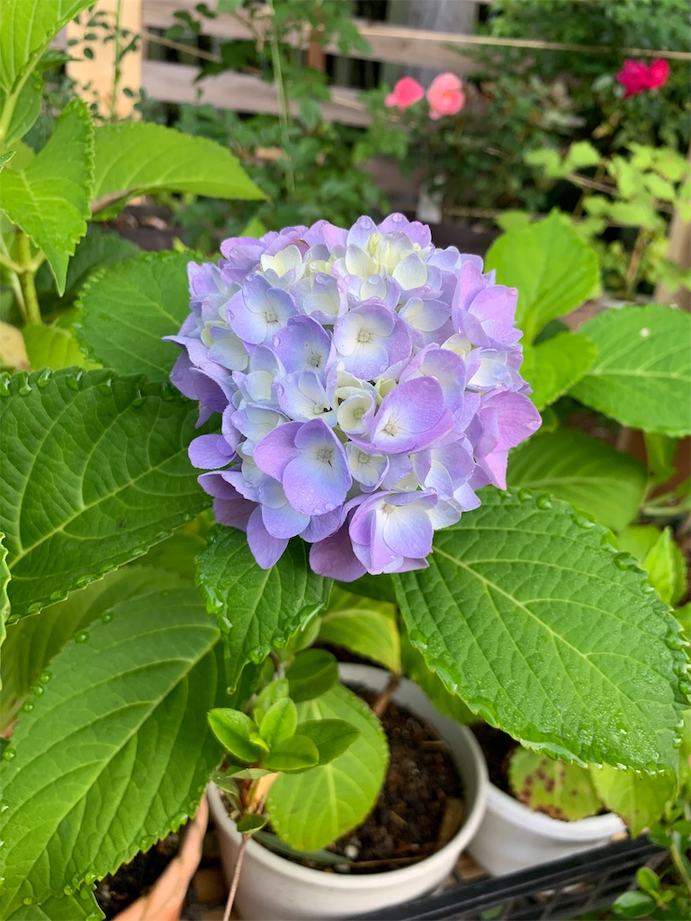 f:id:sakana78:20190618190414j:image f:id:sakana78:20190618190414j:image