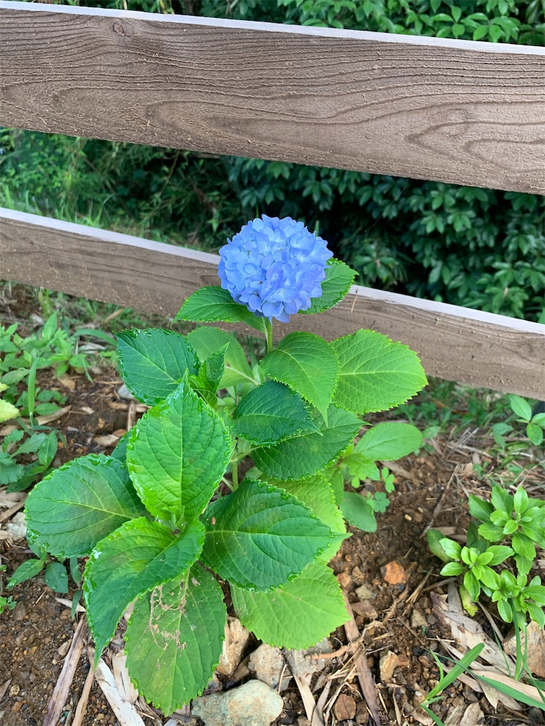 f:id:sakana78:20190618190428j:image f:id:sakana78:20190618190428j:image