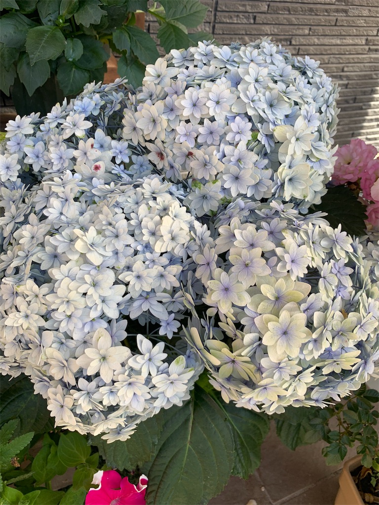 f:id:sakana78:20190619065107j:image