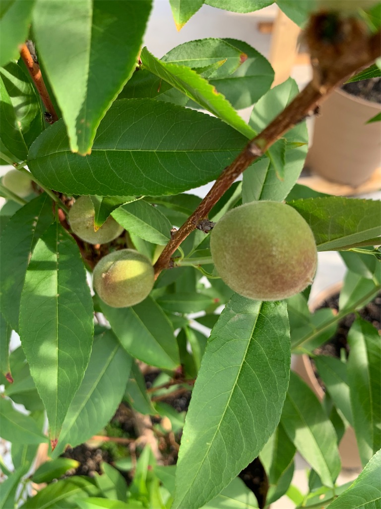 f:id:sakana78:20190620064824j:image