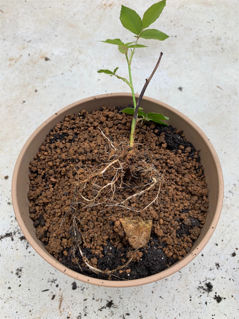 f:id:sakana78:20190624215554j:image