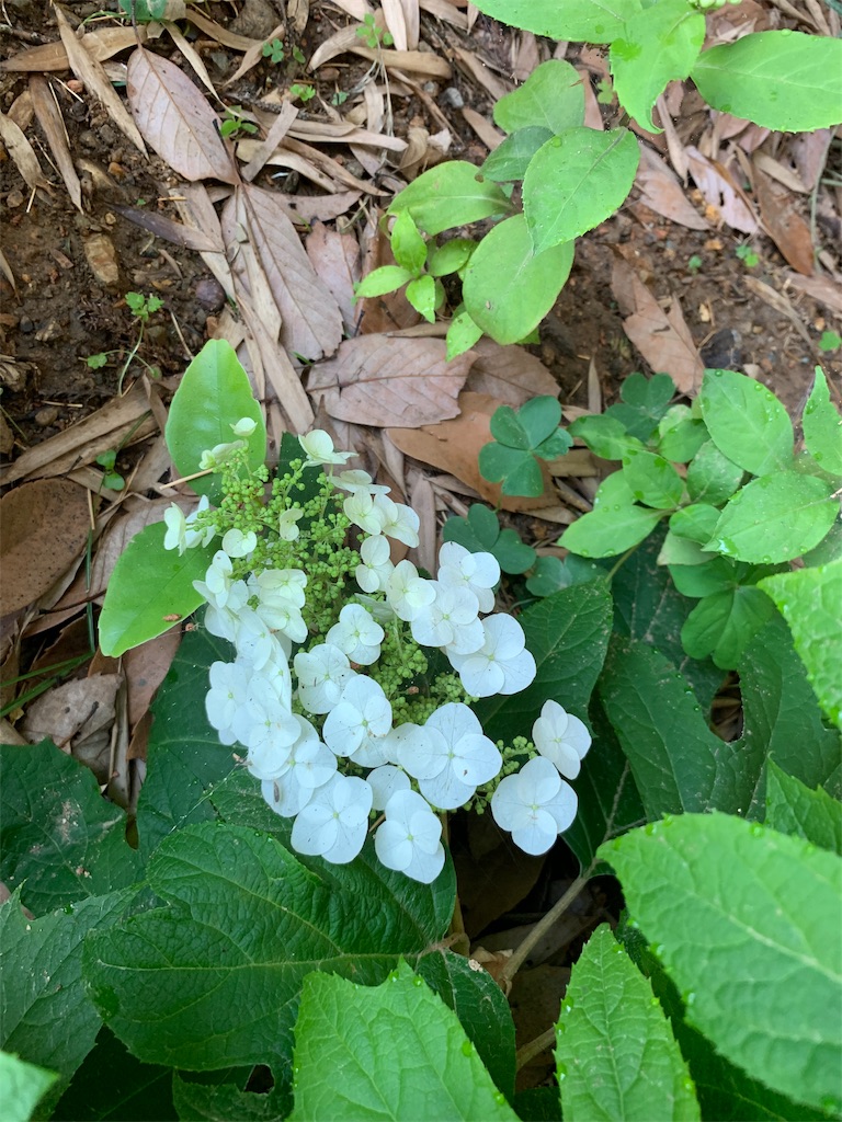 f:id:sakana78:20190625215809j:image f:id:sakana78:20190625215809j:image