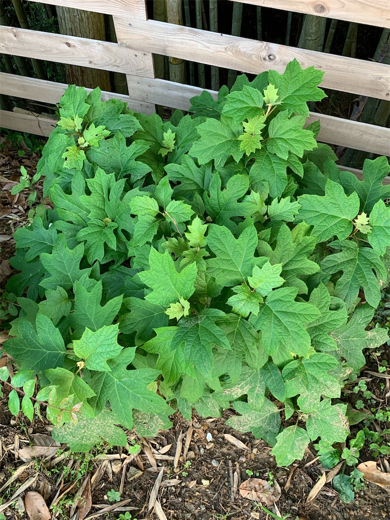 f:id:sakana78:20190625215833j:image f:id:sakana78:20190625215833j:image