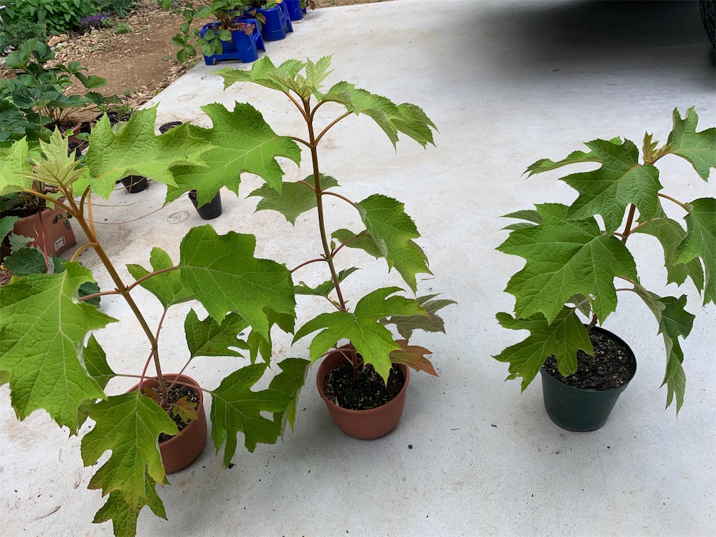 f:id:sakana78:20190625215848j:image f:id:sakana78:20190625215848j:image