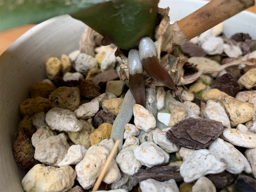 f:id:sakana78:20190627221654j:image f:id:sakana78:20190627221654j:image