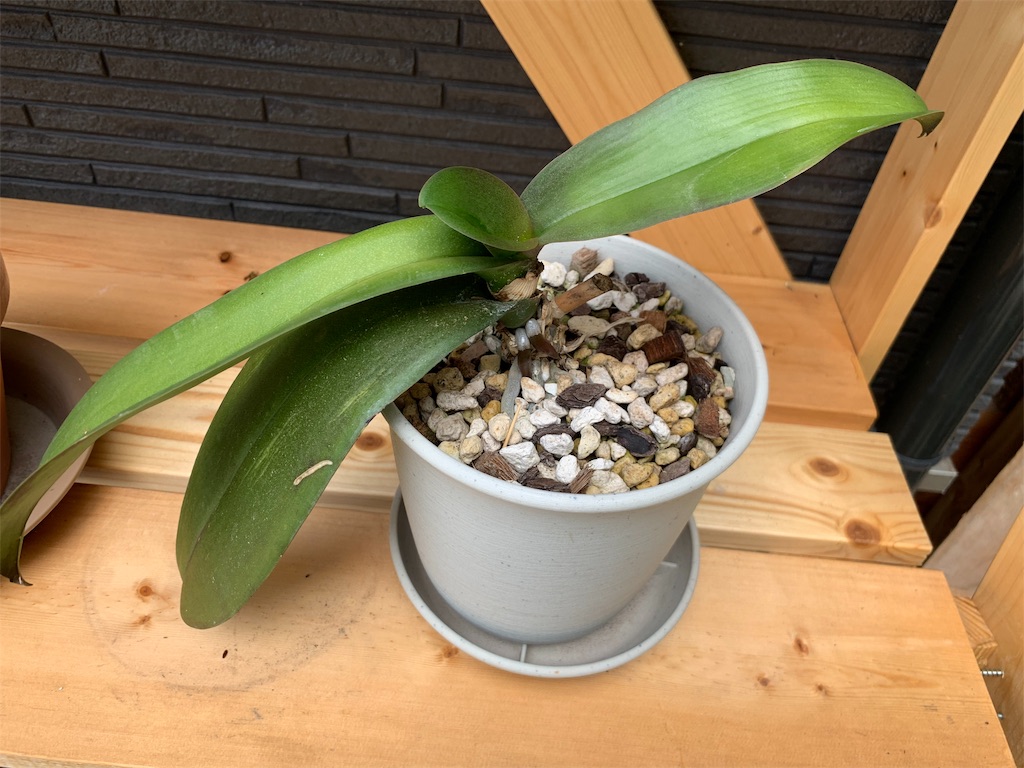 f:id:sakana78:20190627221714j:image f:id:sakana78:20190627221714j:image