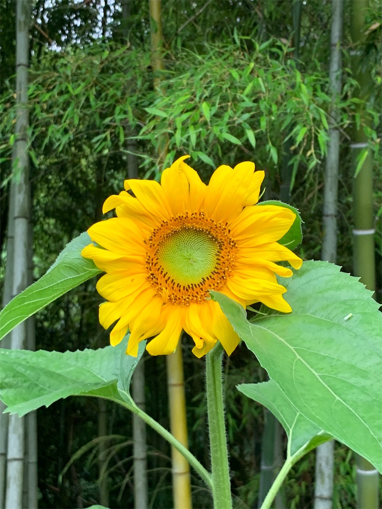 f:id:sakana78:20190629195611j:image f:id:sakana78:20190629195611j:image