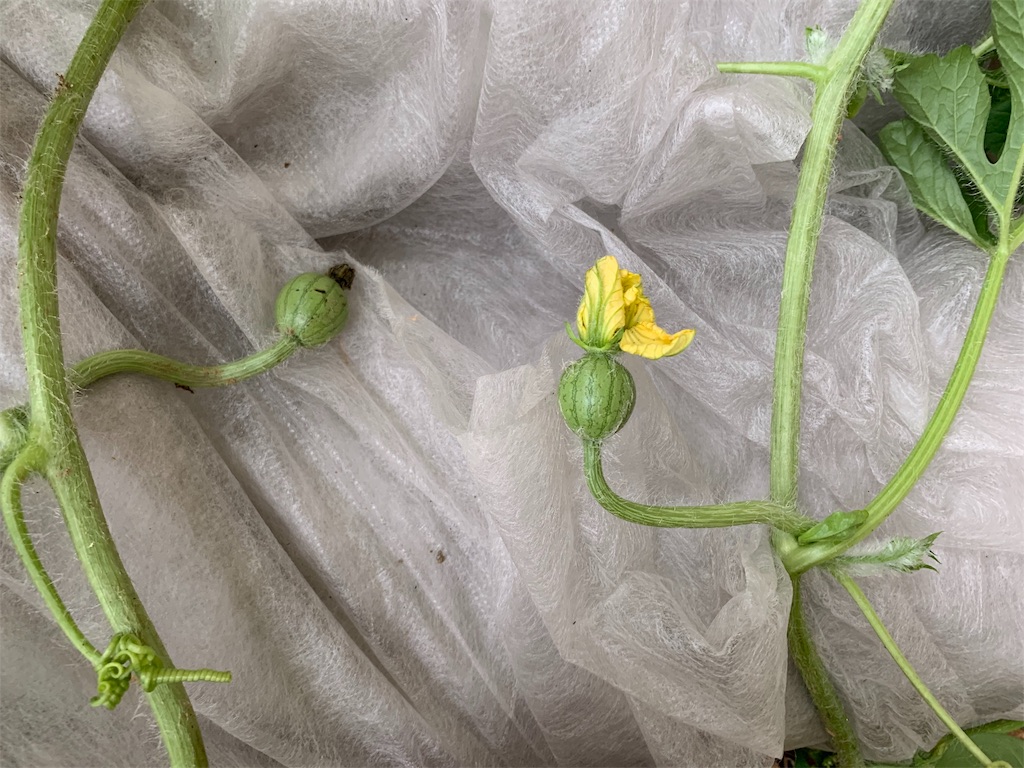 f:id:sakana78:20190702064948j:image