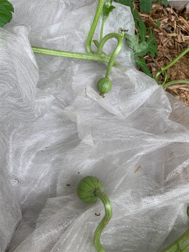 f:id:sakana78:20190702065122j:image