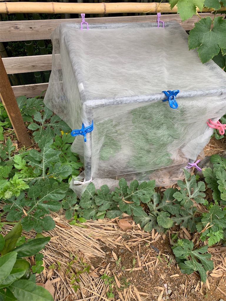 f:id:sakana78:20190702065725j:image