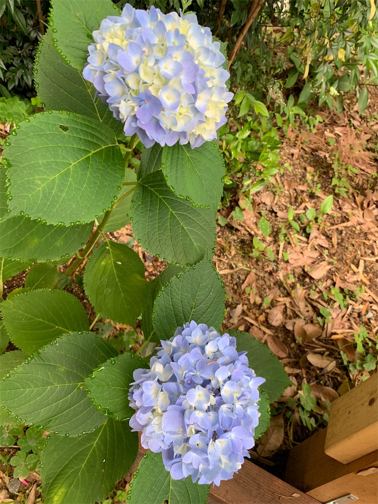 f:id:sakana78:20190703065637j:image