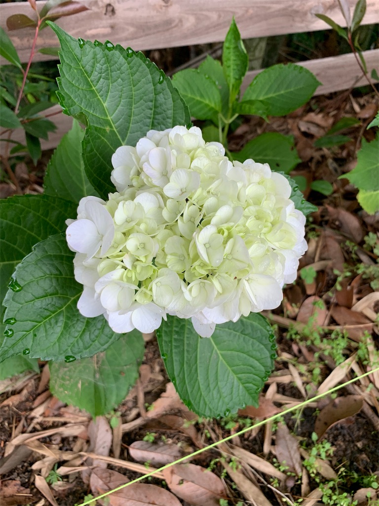 f:id:sakana78:20190703065641j:image