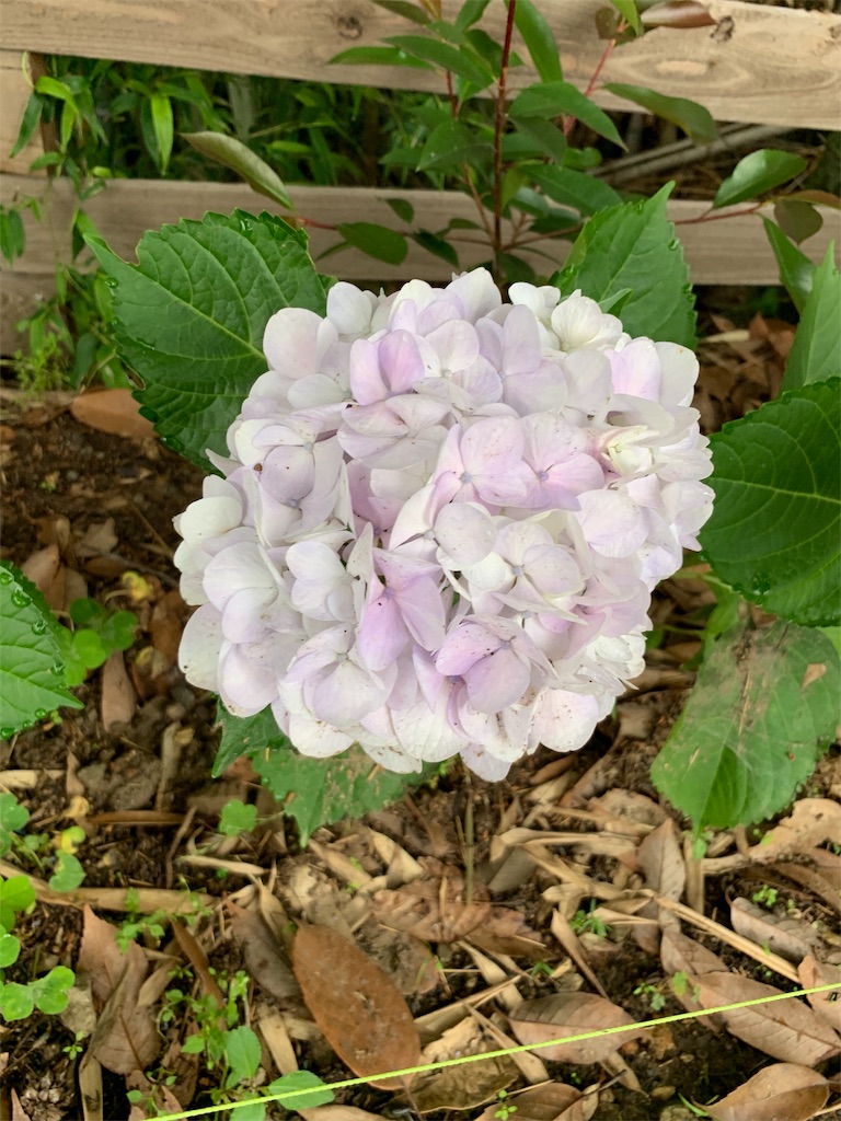 f:id:sakana78:20190703065644j:image