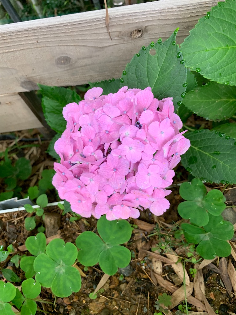 f:id:sakana78:20190703065828j:image