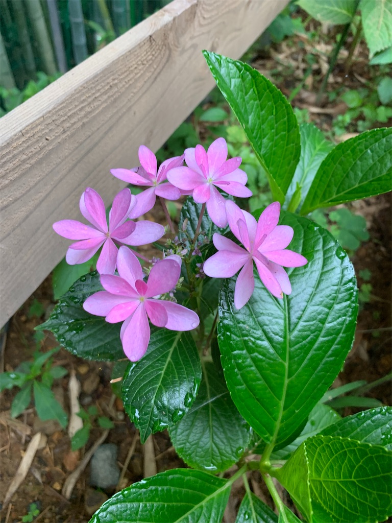 f:id:sakana78:20190703065953j:image