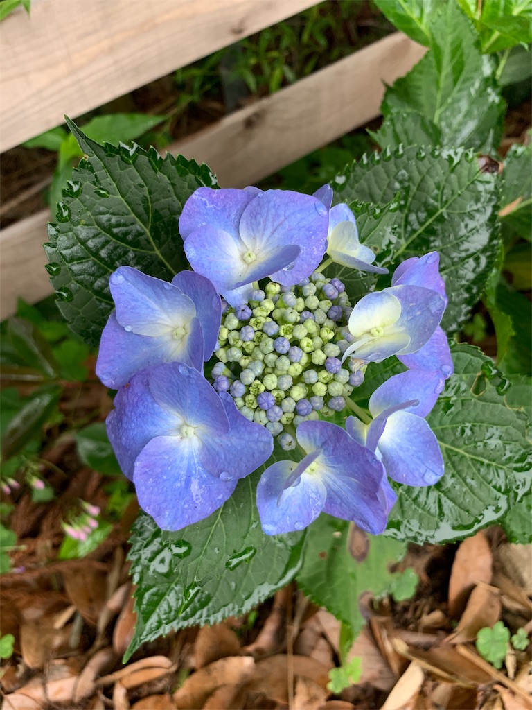 f:id:sakana78:20190703065956j:image