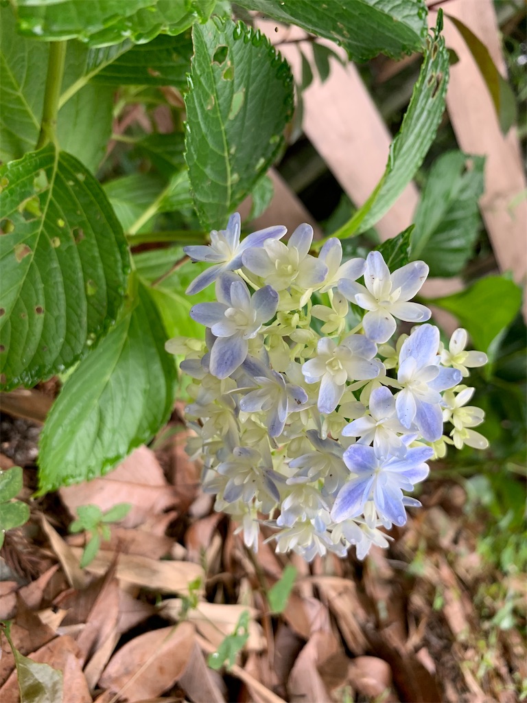f:id:sakana78:20190703070131j:image