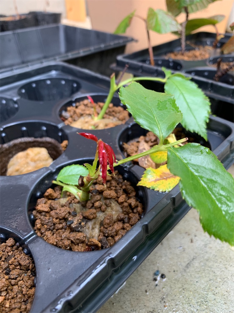 f:id:sakana78:20190704223512j:image