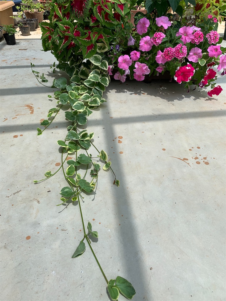 f:id:sakana78:20190705184348j:image f:id:sakana78:20190705184348j:image