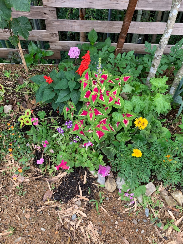 f:id:sakana78:20190705185137j:image f:id:sakana78:20190705185137j:image