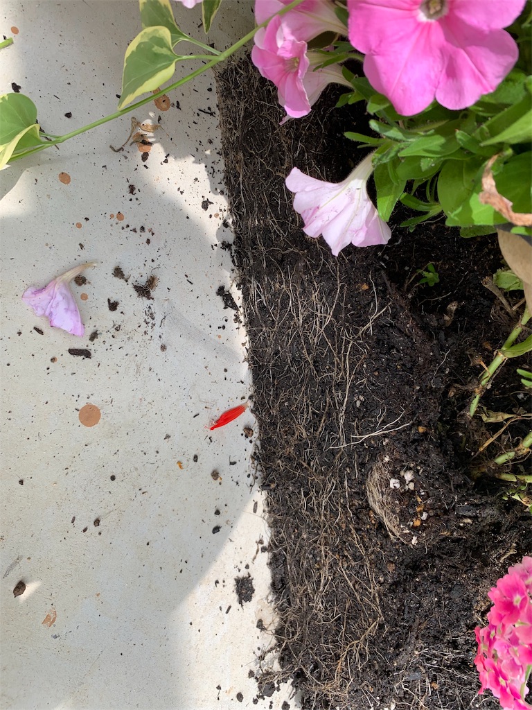 f:id:sakana78:20190705185207j:image f:id:sakana78:20190705185207j:image