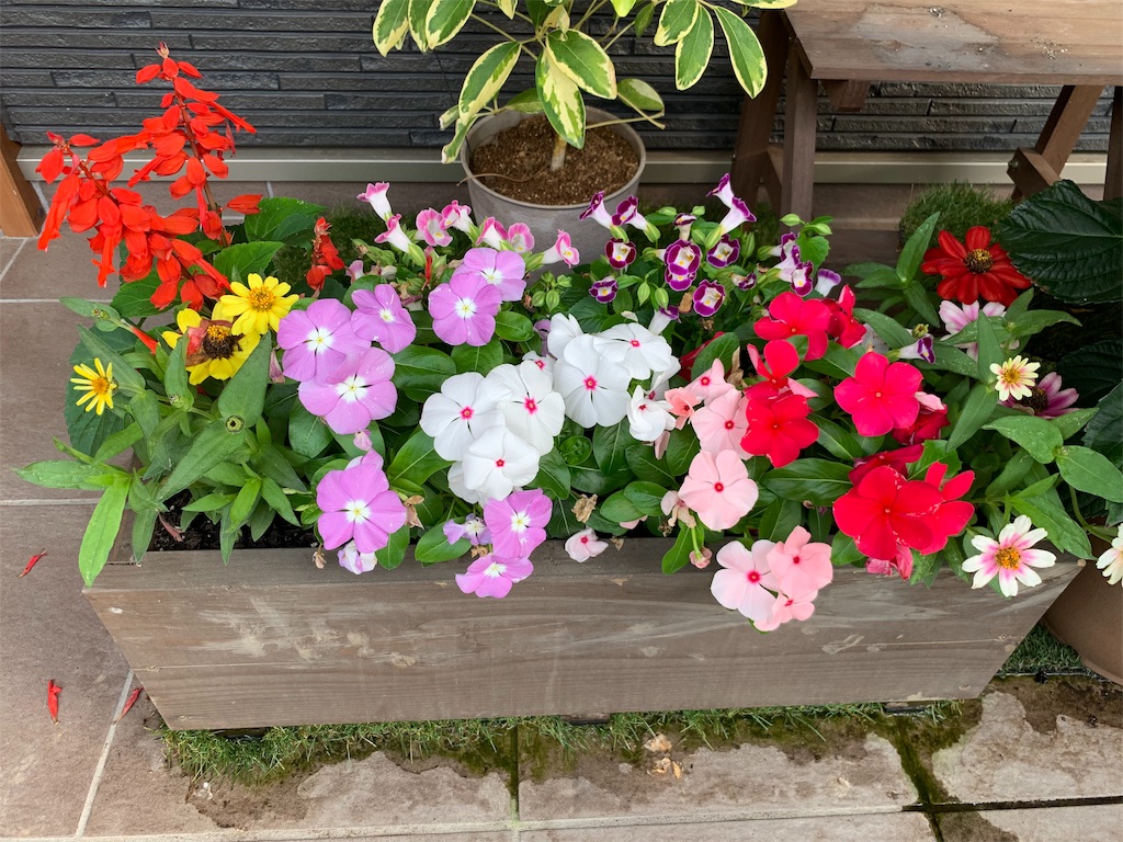 f:id:sakana78:20190705185524j:image f:id:sakana78:20190705185524j:image
