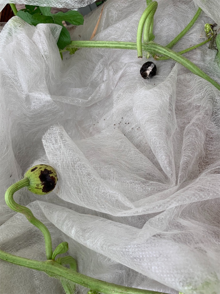 f:id:sakana78:20190706102833j:image