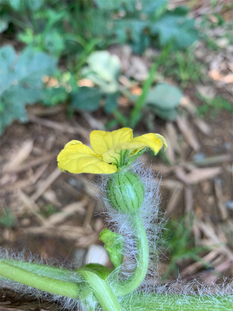 f:id:sakana78:20190707085039j:image