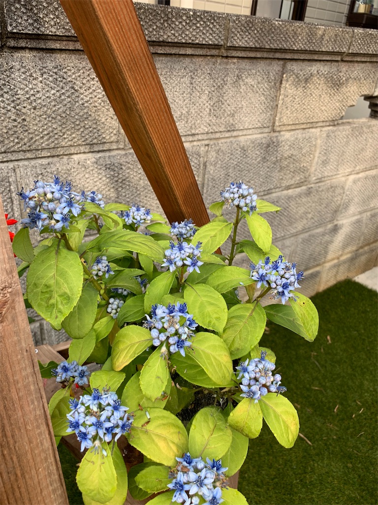 f:id:sakana78:20190707200105j:image f:id:sakana78:20190707200105j:image