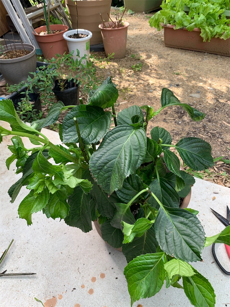 f:id:sakana78:20190707202044j:image f:id:sakana78:20190707202044j:image