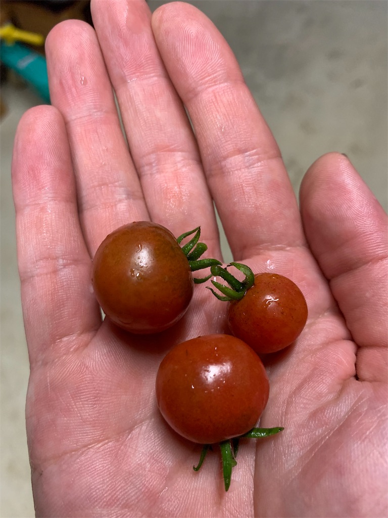 f:id:sakana78:20190708220052j:image f:id:sakana78:20190708220052j:image