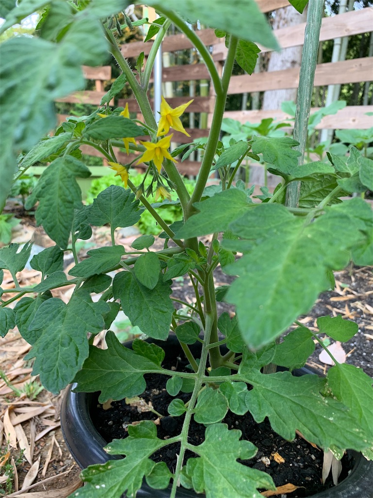 f:id:sakana78:20190708220903j:image f:id:sakana78:20190708220903j:image