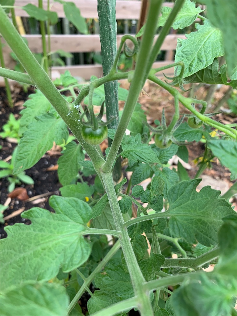 f:id:sakana78:20190708220905j:image