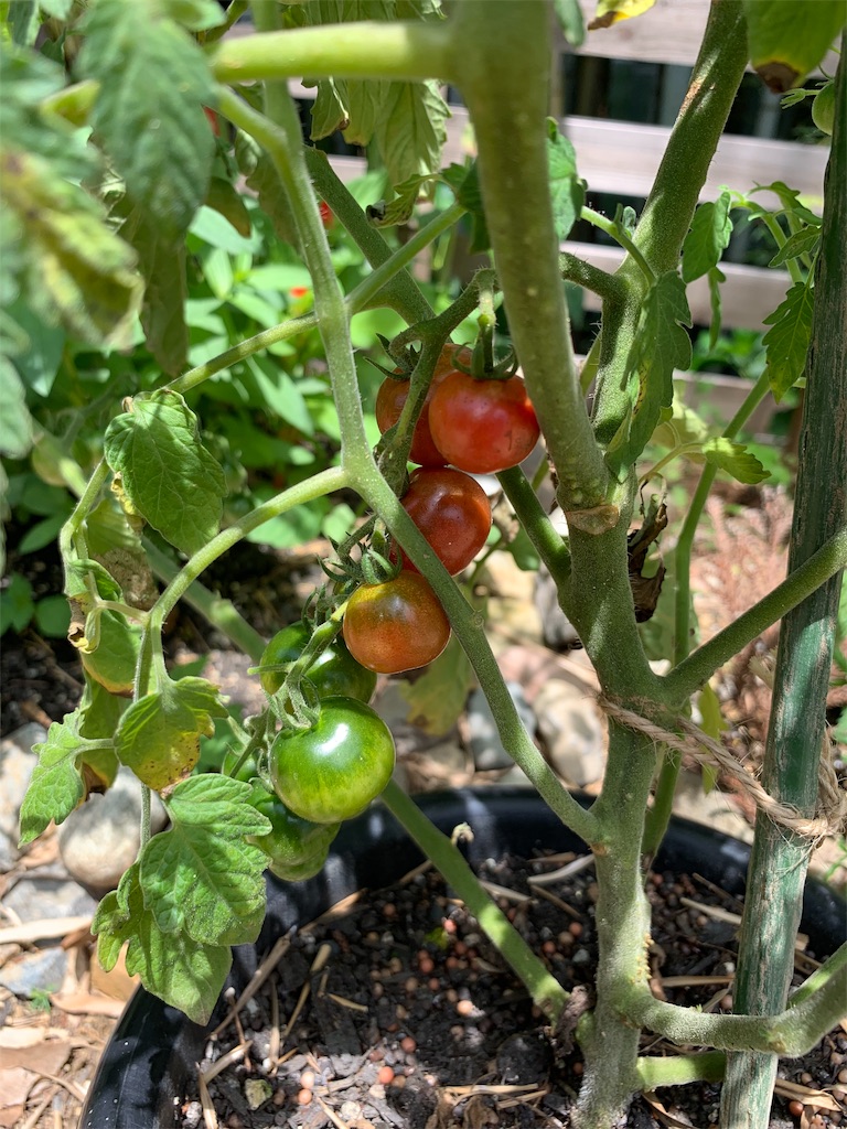 f:id:sakana78:20190708220914j:image f:id:sakana78:20190708220914j:image