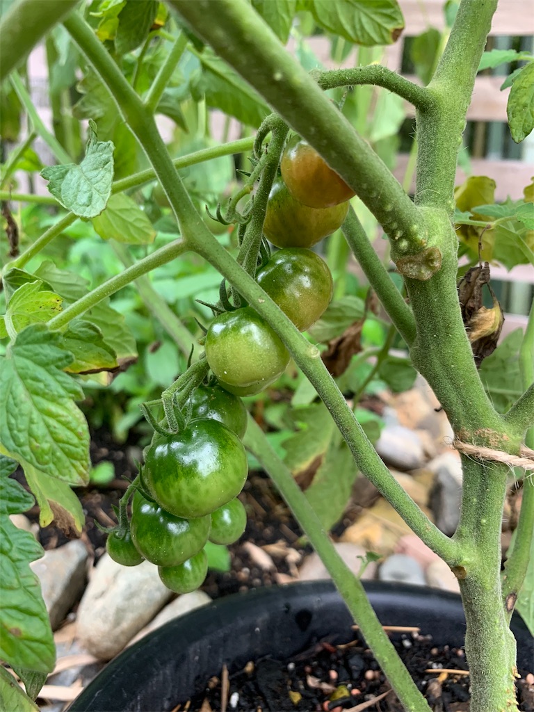 f:id:sakana78:20190708221716j:image f:id:sakana78:20190708221716j:image