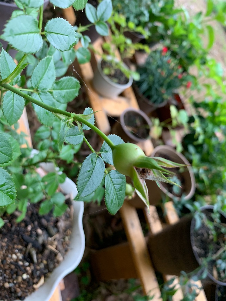 f:id:sakana78:20190710072515j:image f:id:sakana78:20190710072515j:image