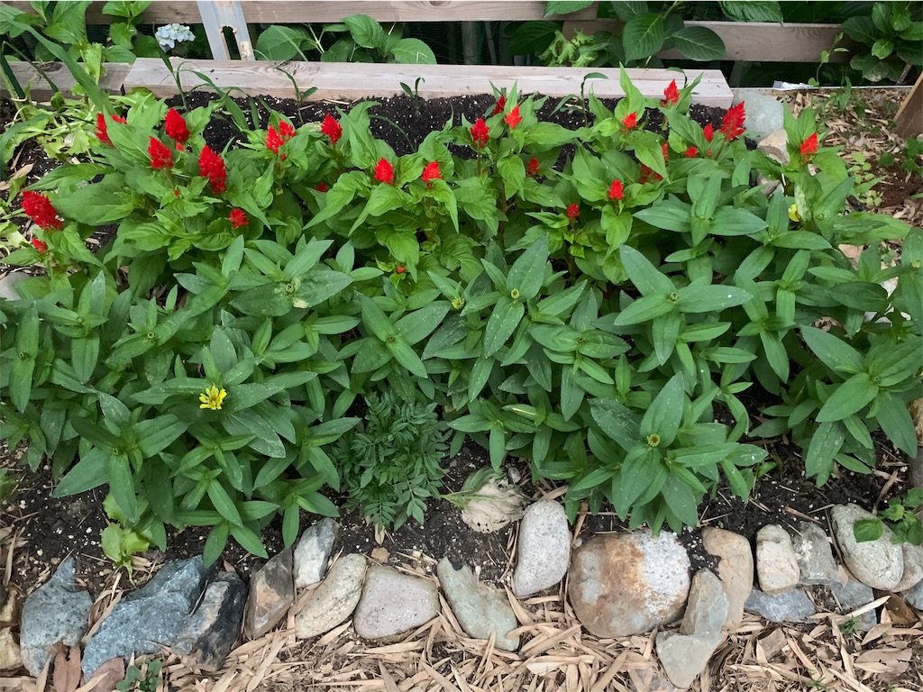 f:id:sakana78:20190711223033j:image f:id:sakana78:20190711223033j:image