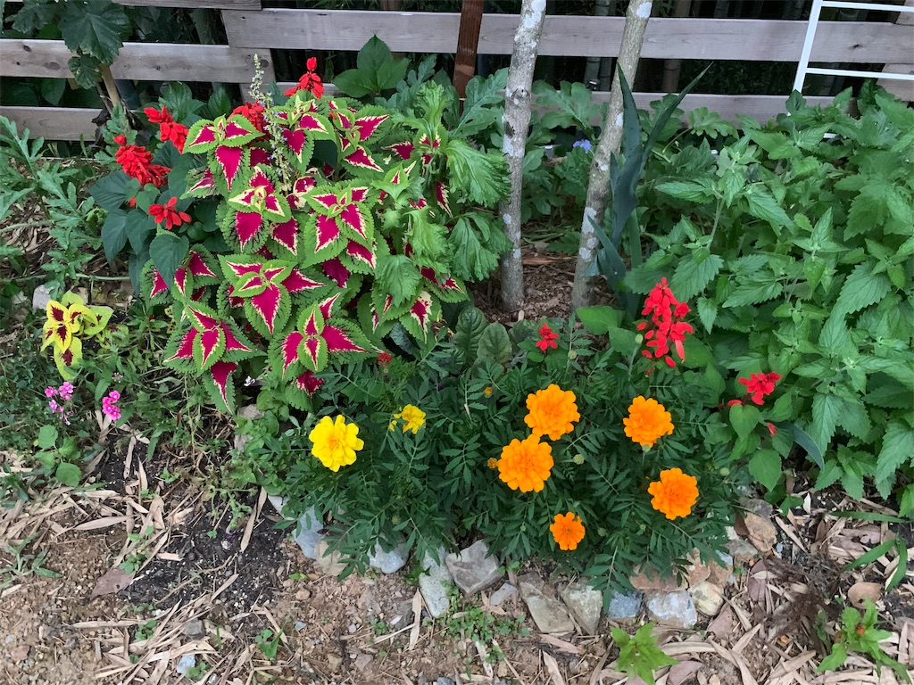 f:id:sakana78:20190711223422j:image f:id:sakana78:20190711223422j:image