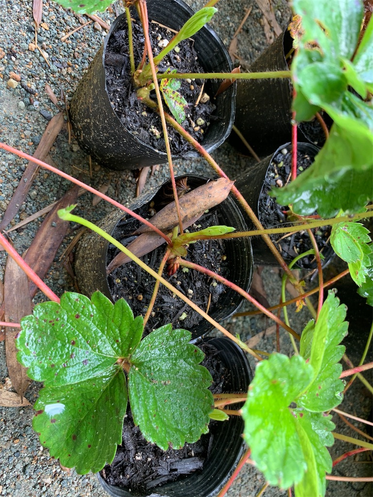 f:id:sakana78:20190713132239j:image