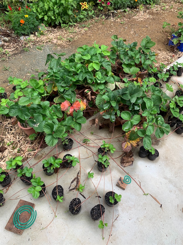 f:id:sakana78:20190714185918j:image