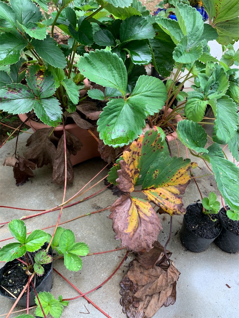 f:id:sakana78:20190714185944j:image